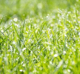 lawn-and-landscaping-KC-KCMO-Kansas-City