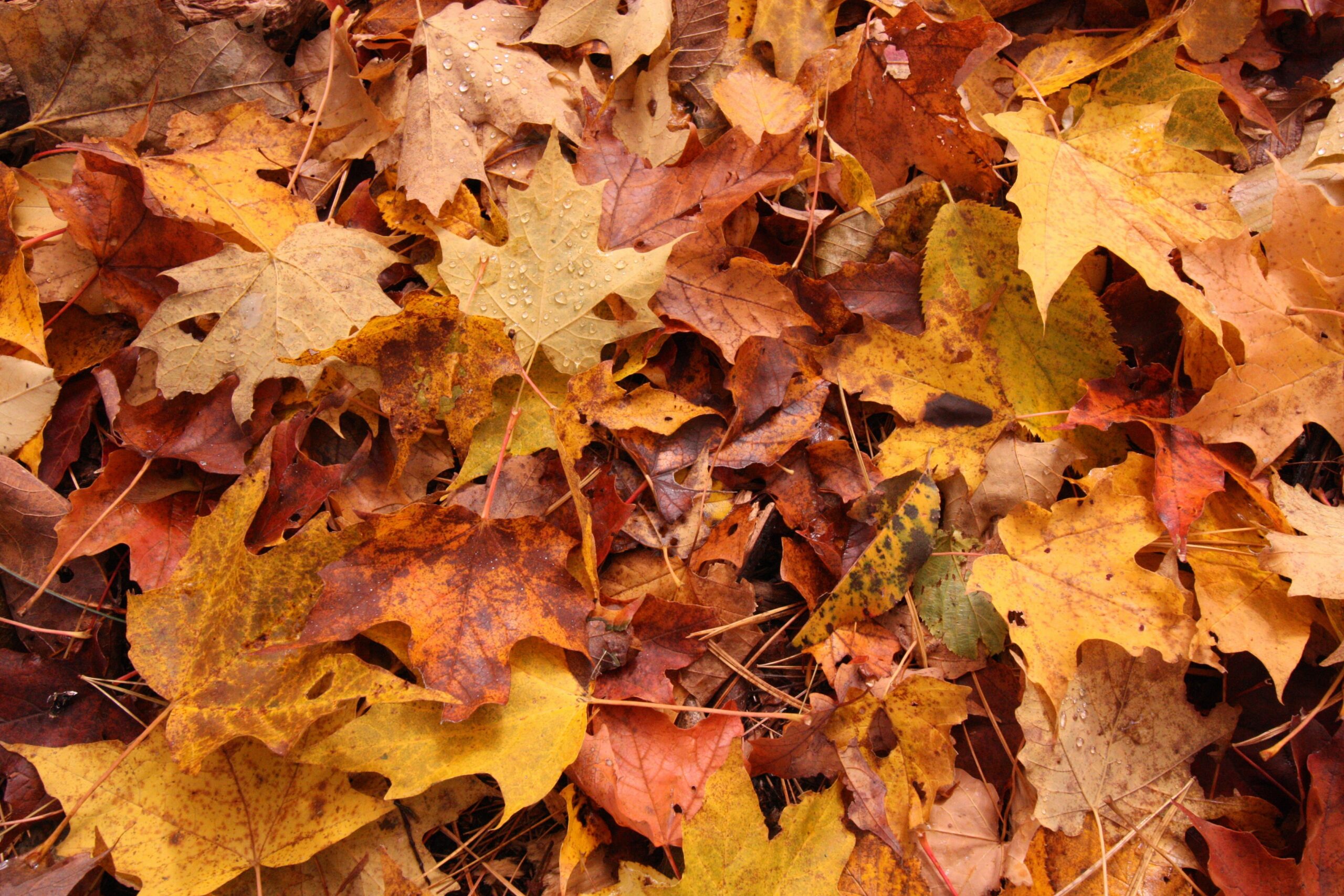 fall-leaf-removal-lawn-clean-up-Kansas-City-Leawood-Overland-Park