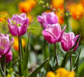 Kansas-City-Overland-Park-Lees-Summit-lawn-care-landscaping