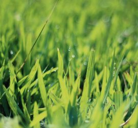 lawn-care-landscaping-Kansas-City-Overland-Park-Prairie-Village